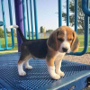 Foto №4. Ich werde verkaufen beagle in der Stadt Франкфурт-на-Майне. quotient 	ankündigung - preis - 360€