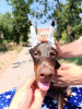 Foto №3. Doberman puppies of both sexes. Serbien