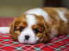 Foto №2 zu Ankündigung № 93587 zu verkaufen cavalier king charles spaniel - einkaufen Deutschland quotient 	ankündigung