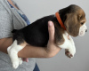 Foto №2 zu Ankündigung № 102244 zu verkaufen beagle - einkaufen USA quotient 	ankündigung