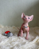 Foto №2 zu Ankündigung № 43820 zu verkaufen sphynx-katze - einkaufen USA quotient 	ankündigung