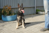 Foto №2 zu Ankündigung № 7964 zu verkaufen osteuropäischer schäferhund - einkaufen Russische Föderation vom kindergarten
