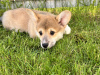 Foto №3. Pembroke Welsh Corgi Welpen. Italien