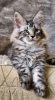 Foto №2 zu Ankündigung № 118292 zu verkaufen maine-coon-katze - einkaufen USA quotient 	ankündigung