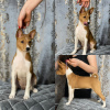 Foto №1. basenji - zum Verkauf in der Stadt Minsk | 196€ | Ankündigung № 99107