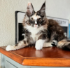 Foto №4. Ich werde verkaufen maine-coon-katze in der Stadt Pratteln. quotient 	ankündigung - preis - 400€