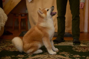 Foto №3. Akita Inu. Ukraine