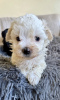 Foto №3. Maltipoo-Welpe. USA