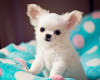 Zusätzliche Fotos: Wunderschöne Chihuahua-Welpen stehen zur Adoption zur Verfügung