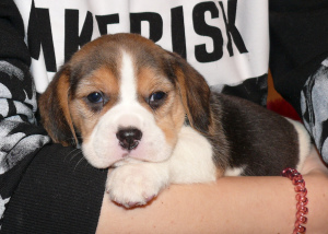 Foto №2 zu Ankündigung № 3850 zu verkaufen beagle - einkaufen Russische Föderation vom kindergarten, züchter