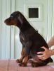 Foto №3. Dobermann BESTE Welpen. Serbien