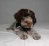 Foto №3. Lagotto Romagnolo Welpen. Serbien