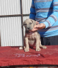 Foto №1. cane corso italiano - zum Verkauf in der Stadt Belgrad | verhandelt | Ankündigung № 120717