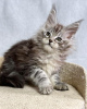 Foto №3. Mainecoon-Kätzchen zur kostenlosen Adoption. Deutschland