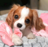 Foto №2 zu Ankündigung № 116643 zu verkaufen cavalier king charles spaniel - einkaufen Finnland quotient 	ankündigung, züchter