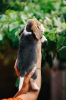 Foto №2 zu Ankündigung № 84063 zu verkaufen beagle - einkaufen USA quotient 	ankündigung, züchter