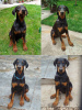 Foto №4. Ich werde verkaufen dobermann in der Stadt Belgrad.  - preis - 350€