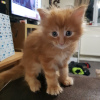 Foto №4. Ich werde verkaufen maine-coon-katze in der Stadt Berlin. quotient 	ankündigung, züchter - preis - 350€