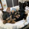 Foto №4. Ich werde verkaufen yorkshire terrier in der Stadt Баден. züchter - preis - 379€