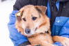 Foto №1. mischlingshund - zum Verkauf in der Stadt Perm | Frei | Ankündigung № 9038