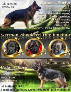 Foto №2 zu Ankündigung № 6433 zu verkaufen deutscher schäferhund - einkaufen Russische Föderation vom kindergarten