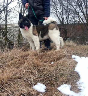 Foto №3. Kindergarten bietet einem schönen Jungen eine amerikanische Akita. Russische Föderation