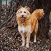 Zusätzliche Fotos: Ein sehr freundlicher und anhänglicher Hund Duke sucht ein Zuhause