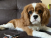 Foto №2 zu Ankündigung № 105775 zu verkaufen cavalier king charles spaniel - einkaufen Russische Föderation quotient 	ankündigung