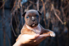 Foto №1. amerikanischer staffordshire terrier - zum Verkauf in der Stadt Kiew | 1500€ | Ankündigung № 10330