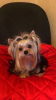 Foto №3. Yorkshire Terrier Mädchen. Russische Föderation