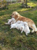 Foto №1. golden retriever - zum Verkauf in der Stadt Berlin | Frei | Ankündigung № 61394