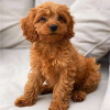 Foto №3. Maltipoo-Welpen. USA