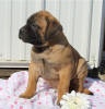 Foto №3. Prächtige Bullmastiff-Welpen gehen jetzt los. USA