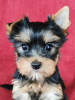 Foto №2 zu Ankündigung № 78522 zu verkaufen yorkshire terrier - einkaufen Litauen quotient 	ankündigung