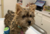 Foto №3. Affordable Norwich Terrier Puppies for sale. Deutschland