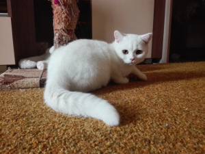 Foto №3. Schicke weiße britische Katze mit Dokumenten. Russische Föderation