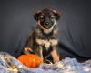 Foto №1. mischlingshund - zum Verkauf in der Stadt Москва | Frei | Ankündigung № 13528