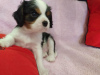 Foto №1. cavalier king charles spaniel - zum Verkauf in der Stadt Minsk | 799€ | Ankündigung № 9771