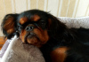 Foto №2 zu Ankündigung № 70233 zu verkaufen cavalier king charles spaniel - einkaufen Weißrussland quotient 	ankündigung