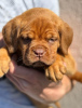 Foto №4. Ich werde verkaufen dogue de bordeaux in der Stadt Smederevo. quotient 	ankündigung - preis - verhandelt