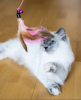 Foto №2 zu Ankündigung № 101789 zu verkaufen ragdoll-katze - einkaufen Deutschland quotient 	ankündigung