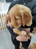 Foto №2 zu Ankündigung № 104120 zu verkaufen golden retriever - einkaufen Deutschland quotient 	ankündigung