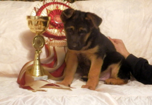 Foto №1. deutscher schäferhund - zum Verkauf in der Stadt Krasnojarsk | 349€ | Ankündigung № 3755