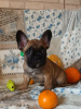 Foto №2 zu Ankündigung № 8962 zu verkaufen französische bulldogge - einkaufen Ukraine vom kindergarten
