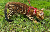 Foto №2 zu Ankündigung № 113542 zu verkaufen bengal katzenrasse - einkaufen Deutschland quotient 	ankündigung