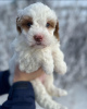 Foto №2 zu Ankündigung № 121592 zu verkaufen labradoodle - einkaufen Großbritannien aus dem tierheim