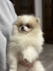 Zusätzliche Fotos: Pomeranian Zwergspitz Teddy