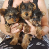 Foto №3. Teacup Yorkshire Terrier Welpe zur kostenlosen Adoption. Deutschland