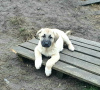 Foto №2 zu Ankündigung № 34546 zu verkaufen anatolischer hirtenhund - einkaufen Ukraine vom kindergarten, züchter