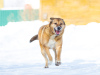 Foto №2 zu Ankündigung № 32394 zu verkaufen mischlingshund - einkaufen Russische Föderation quotient 	ankündigung